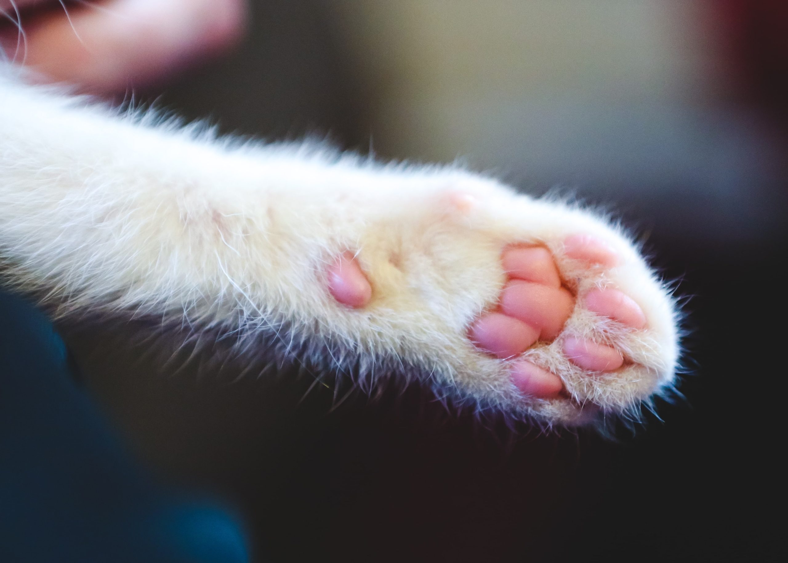 Kedinizin ve Köpeğinizin Patilerindeki Gizli Sağlık İpuçları