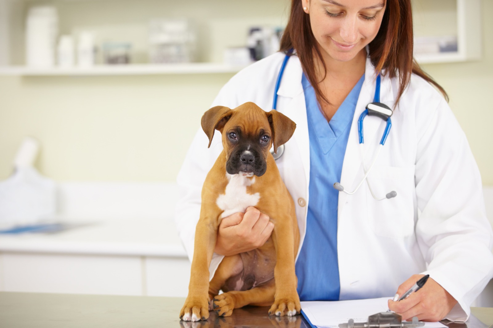 Yavru Kedi ve Köpeklerde İlk Aşı Takvimi Nasıl Planlanır?